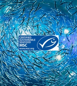 A fenntartható halászat és a tonhalkonzerv jövője