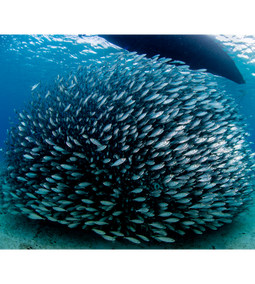 szardínia rajban élő hal